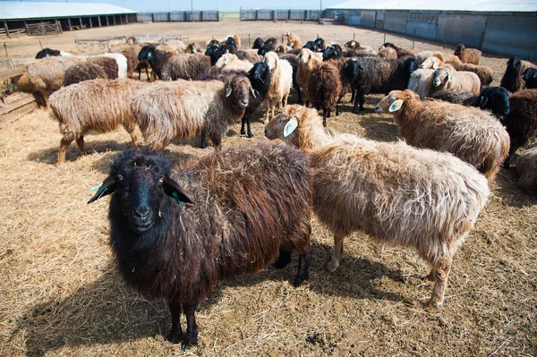Çiftlikte, güneşli bahar günü koyun sürüsü