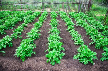 satırlar halinde yaz alanında patates patates bitkiler
