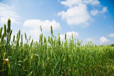 Olgunlaşan buğday tarlası ve mavi gökyüzü