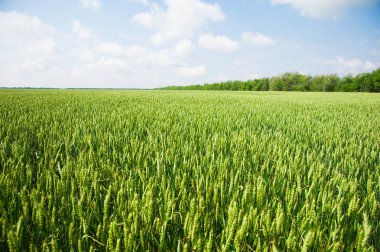 Olgunlaşan buğday tarlası ve mavi gökyüzü