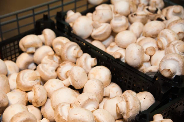 Raw champignon mushrooms in boxes in supermarket