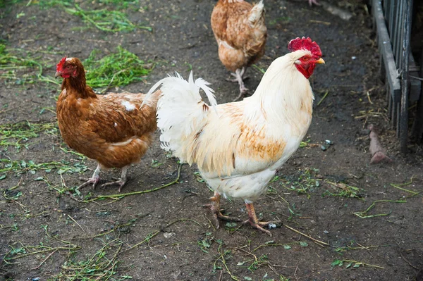 無料の範囲の鶏は小さな農場で庭を歩き回る — ストック写真