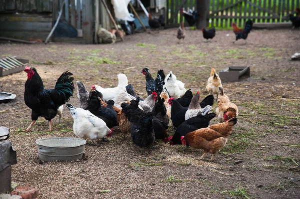 Serbest Kalan Tavuklar Küçük Bir Çiftlikte Avluda Dolaşıyorlar — Stok fotoğraf