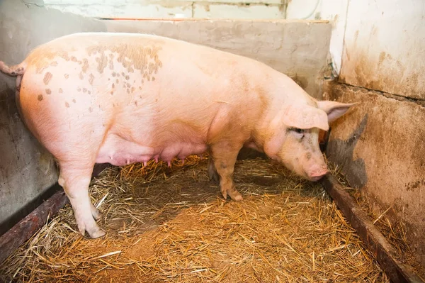 Pig at pig breeding farm. Livestock raising. Agriculture