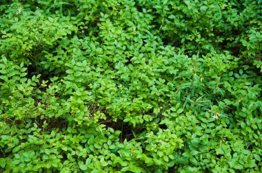 Yeşil yeşillik doku arka plan bırakır. Yukarıdan görüntülemek