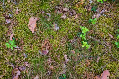 Orman toprak çimen ile. Üstten Görünüm orman bitki ile zemin