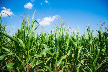 Açık havada mısır tarlası, mavi bulutlu gökyüzü olan mısır ağacı