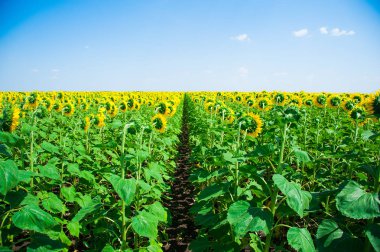 Bulutlu mavi gökyüzü ve parlak güneş ışıkları üzerinde ayçiçeği tarlası