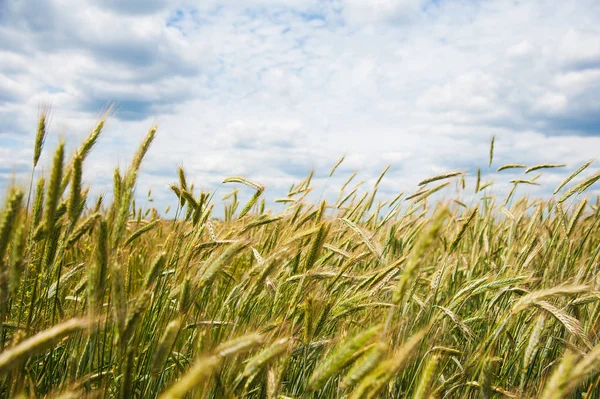 Gouden Tarweveld Blauwe Lucht — Stockfoto