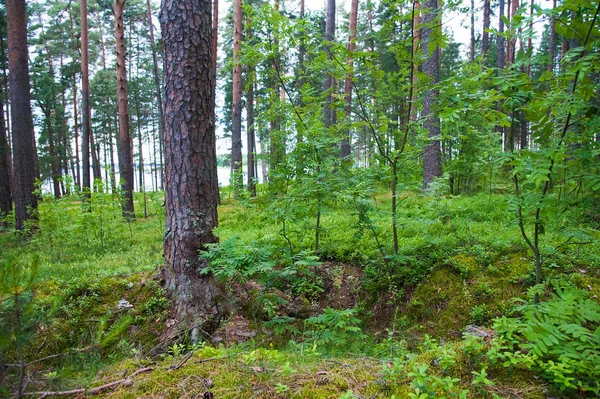 Krásné Borovice Lesní Letním Dni Krajina — Stock fotografie