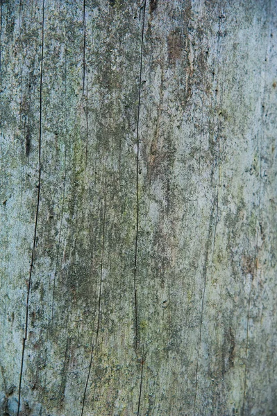 Çam ağacı closeup doku kabuğu. Çam ormanı içinde yaz