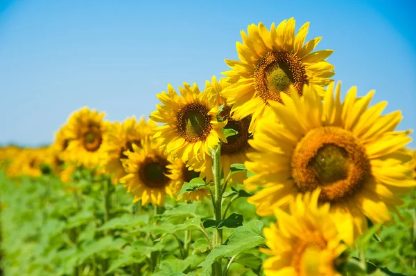 Bulutlu mavi gökyüzü ve parlak güneş ışıkları üzerinde ayçiçeği tarlası