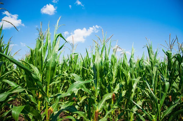 Açık havada mısır tarlası, mavi bulutlu gökyüzü olan mısır ağacı