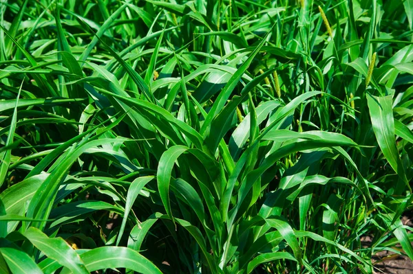 Açık havada mısır tarlası, mavi bulutlu gökyüzü olan mısır ağacı
