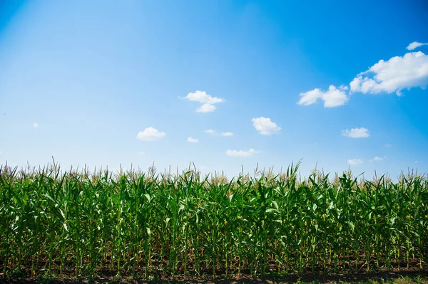 Açık havada mısır tarlası, mavi bulutlu gökyüzü olan mısır ağacı