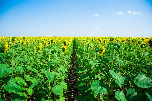 Bulutlu mavi gökyüzü ve parlak güneş ışıkları üzerinde ayçiçeği tarlası