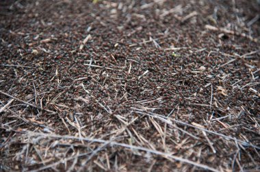 Kızıl Orman Karıncaları yakın plan. Kırmızı karınca kolonisinin arka planı.