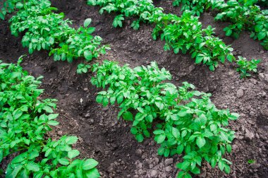 satırlar halinde yaz alanında patates patates bitkiler