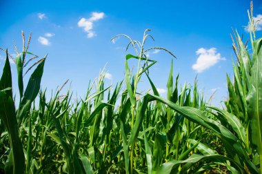 Açık havada mısır tarlası, mavi bulutlu gökyüzü olan mısır ağacı