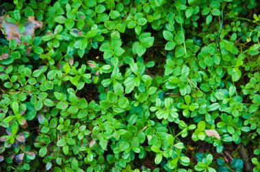 Orman toprak çimen ile. Üstten Görünüm orman bitki ile zemin