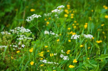 Yeşil yeşillik doku arka plan bırakır. Yukarıdan görüntülemek
