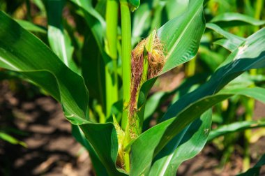 Açık havada mısır tarlası, mavi bulutlu gökyüzü olan mısır ağacı