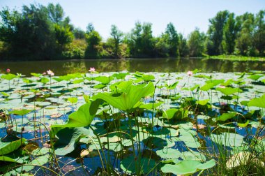 Lotus çiçeği koruma orman Gölü