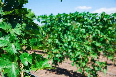 Sonbahar üzüm bağları ve asma dallarındaki organik üzümlerle dolu bir manzara.