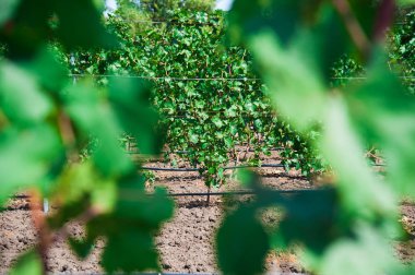Sonbahar üzüm bağları ve asma dallarındaki organik üzümlerle dolu bir manzara.