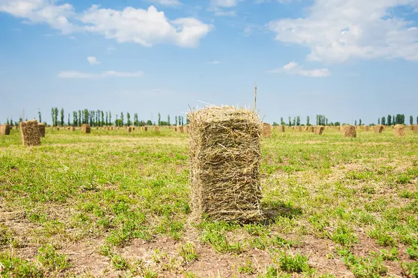 Hay Bail Harvesting Golden Field Landscape — Stock Photo, Image