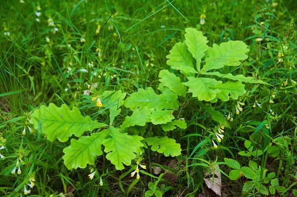 Kleine Eiken Boom Het Bos Zomer — Stockfoto