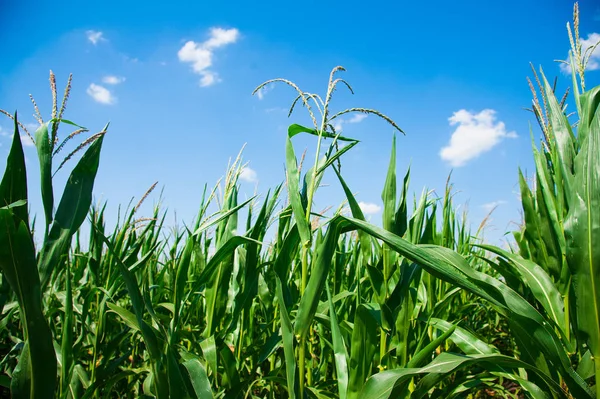Açık havada mısır tarlası, mavi bulutlu gökyüzü olan mısır ağacı