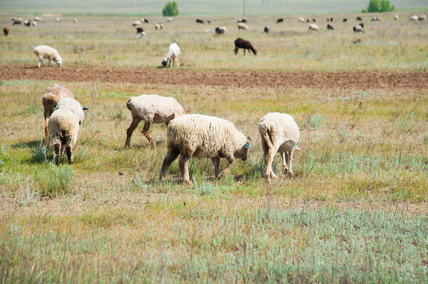 Стадо овец на лугу. Овцы бегут