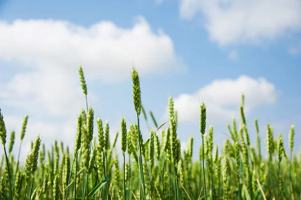 Rijping Tarweveld Blauwe Lucht — Stockfoto