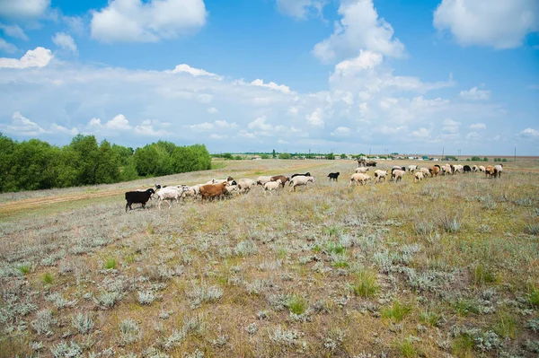 Flock Sheep Meadow Sheep Running — Stock Photo, Image