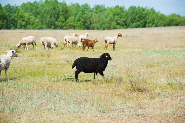 Çayırdaki koyun sürüsü. Koyun koşusu