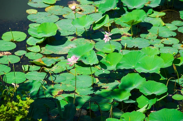 Flores Loto Lago Bosque Protegido — Foto de Stock