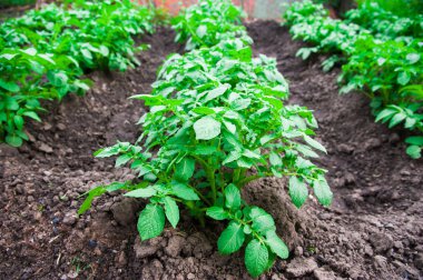 satırlar halinde yaz alanında patates patates bitkiler