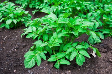 satırlar halinde yaz alanında patates patates bitkiler