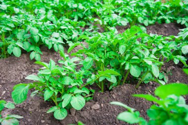 satırlar halinde yaz alanında patates patates bitkiler
