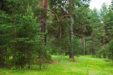Yaz günü içinde güzel çam ormanı. Manzara
