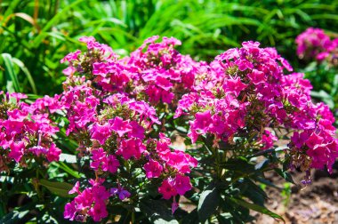 Bahçede renkli çiçek. Çiçek bahçesi, çiçek buketleri, yakın çekim.