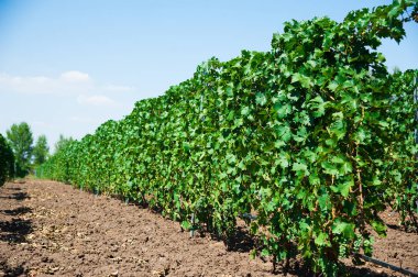 Sonbahar üzüm bağları ve asma dallarındaki organik üzümlerle dolu bir manzara.