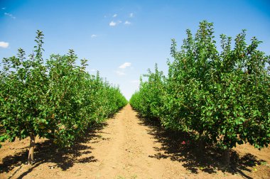 Elma bahçesi tam riped elma güneşli yaz gün