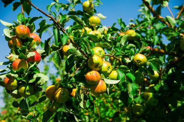 Elmalar yeşil yaprakların arasında bir dalda yetişir. Elma bahçesi