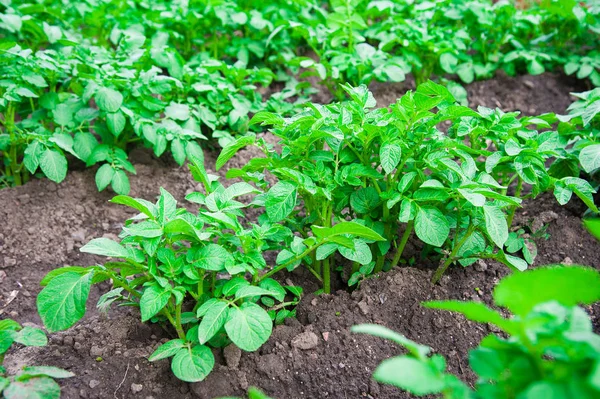 satırlar halinde yaz alanında patates patates bitkiler