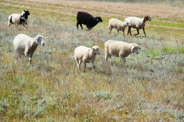 Σμήνη Προβάτων Στο Λιβάδι Πρόβατα — Φωτογραφία Αρχείου