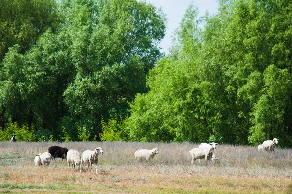 Flock Sheep Meadow Sheep Running — Stock Photo, Image