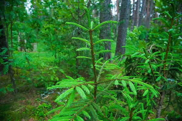 Brightly Green Prickly Branches Fur Tree Pine — Stock Photo, Image