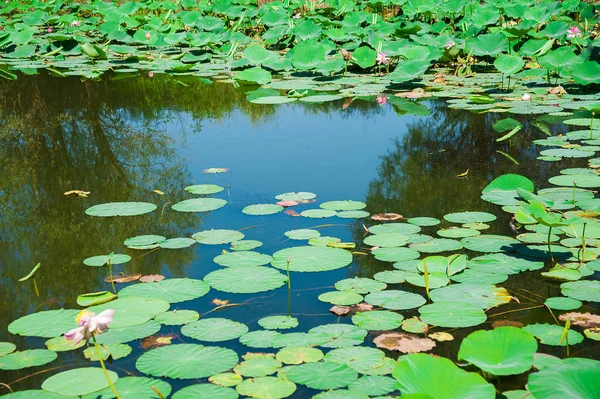 Lotus çiçeği koruma orman Gölü